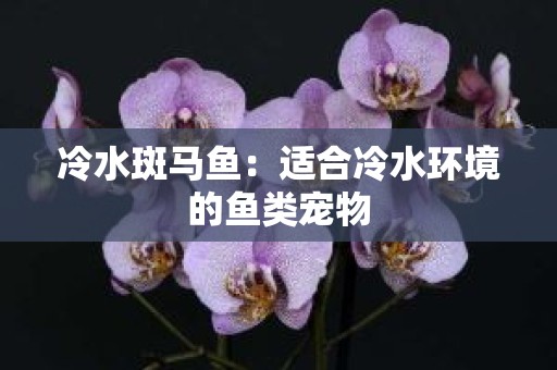 冷水斑马鱼：适合冷水环境的鱼类宠物