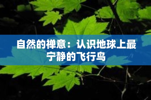 自然的禅意：认识地球上最宁静的飞行鸟
