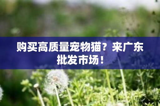购买高质量宠物猫？来广东批发市场！