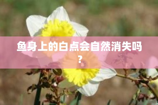 鱼身上的白点会自然消失吗？