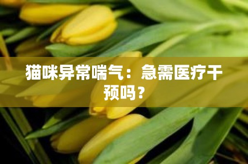 猫咪异常喘气：急需医疗干预吗？