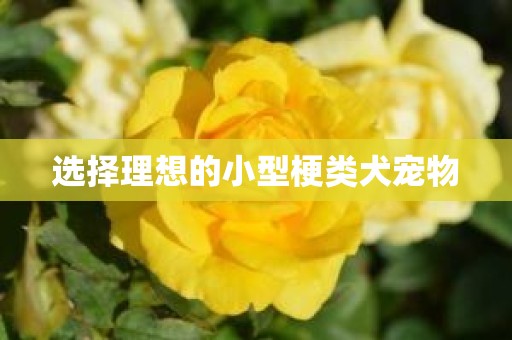 选择理想的小型梗类犬宠物