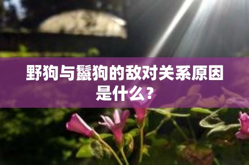 野狗与鬣狗的敌对关系原因是什么？