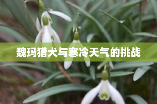 魏玛猎犬与寒冷天气的挑战