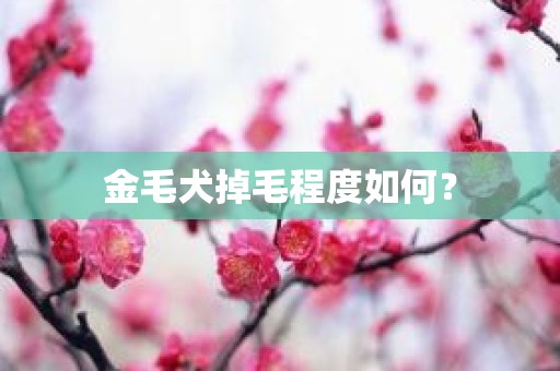 金毛犬掉毛程度如何？