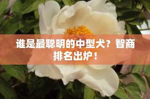 谁是最聪明的中型犬？智商排名出炉！