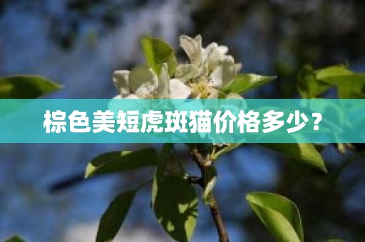 棕色美短虎斑猫价格多少？