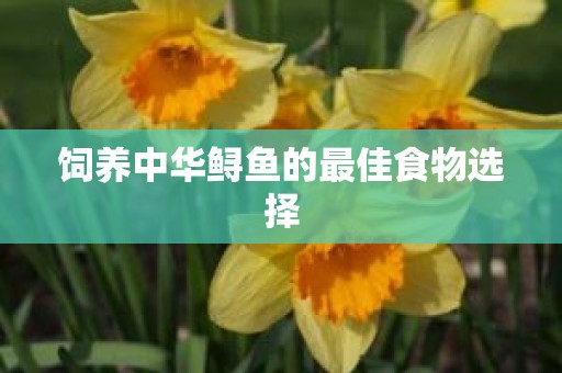 饲养中华鲟鱼的最佳食物选择