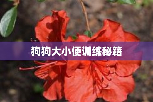 狗狗大小便训练秘籍