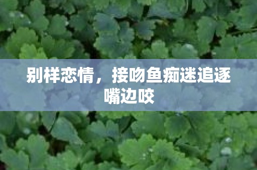 别样恋情，接吻鱼痴迷追逐嘴边咬