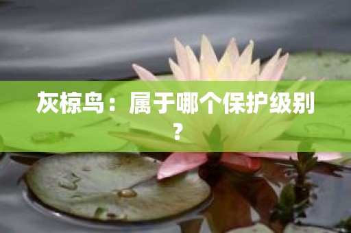 灰椋鸟：属于哪个保护级别？