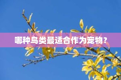 哪种鸟类最适合作为宠物？