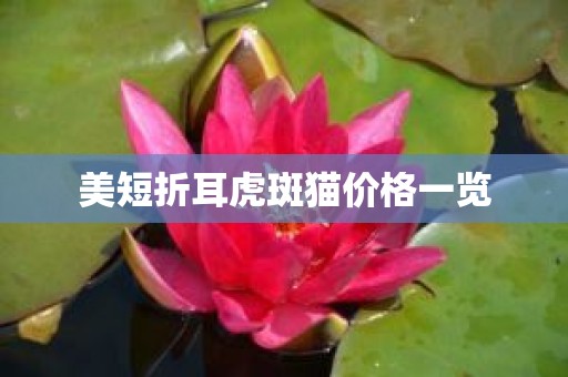 美短折耳虎斑猫价格一览