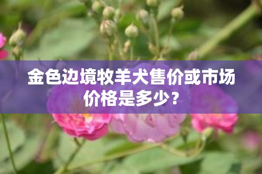 金色边境牧羊犬售价或市场价格是多少？