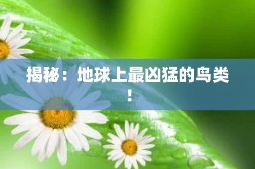 揭秘：地球上最凶猛的鸟类！