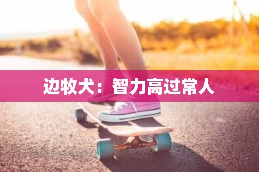 边牧犬：智力高过常人