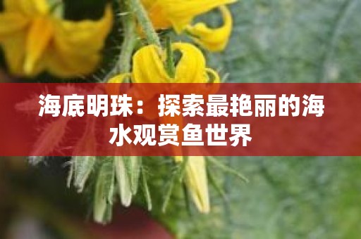 海底明珠：探索最艳丽的海水观赏鱼世界