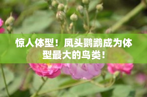 惊人体型！凤头鹦鹉成为体型最大的鸟类！