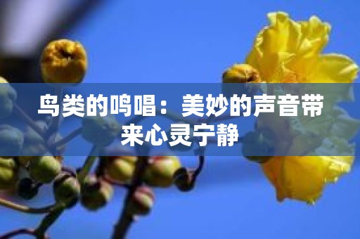 鸟类的鸣唱：美妙的声音带来心灵宁静