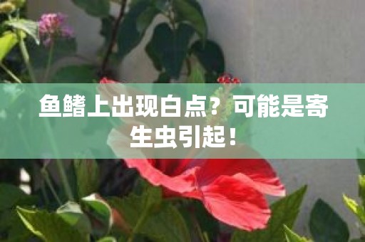 鱼鳍上出现白点？可能是寄生虫引起！