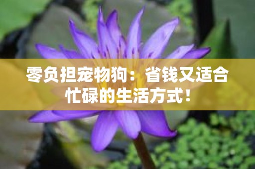 零负担宠物狗：省钱又适合忙碌的生活方式！