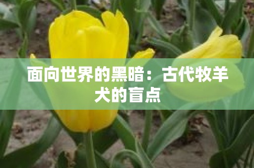 面向世界的黑暗：古代牧羊犬的盲点