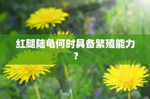 红腿陆龟何时具备繁殖能力？