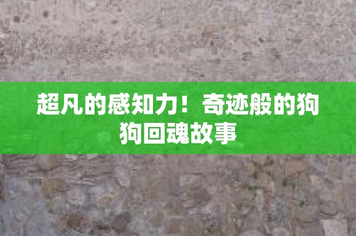 超凡的感知力！奇迹般的狗狗回魂故事