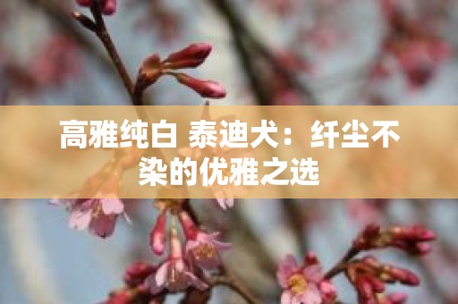 高雅纯白 泰迪犬：纤尘不染的优雅之选