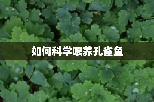 如何科学喂养孔雀鱼