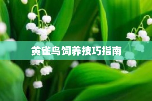 黄雀鸟饲养技巧指南
