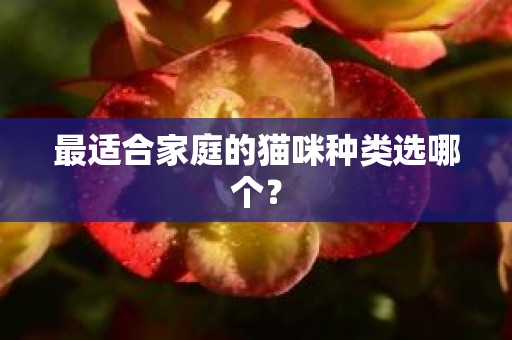 最适合家庭的猫咪种类选哪个？