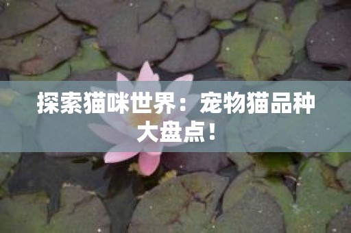 探索猫咪世界：宠物猫品种大盘点！