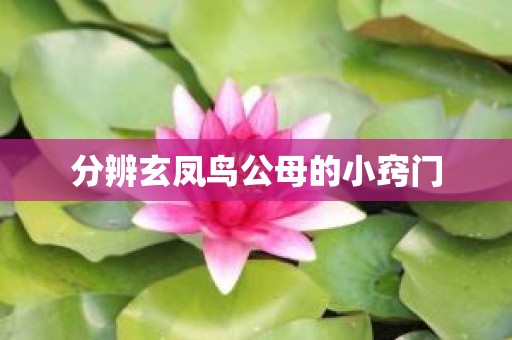 分辨玄凤鸟公母的小窍门