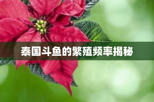 泰国斗鱼的繁殖频率揭秘