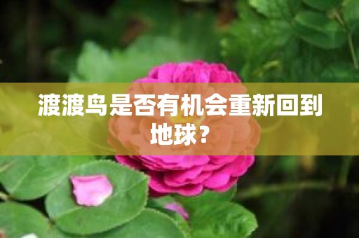 渡渡鸟是否有机会重新回到地球？