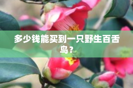 多少钱能买到一只野生百舌鸟？
