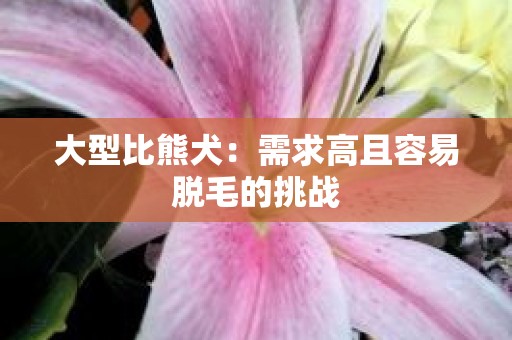 大型比熊犬：需求高且容易脱毛的挑战