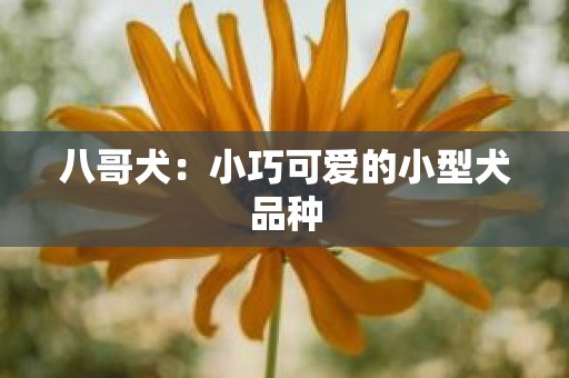 八哥犬：小巧可爱的小型犬品种