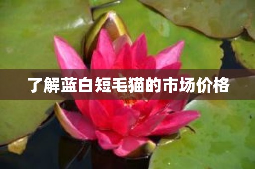 了解蓝白短毛猫的市场价格