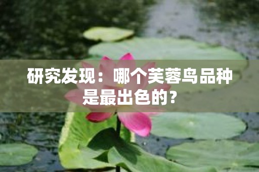 研究发现：哪个芙蓉鸟品种是最出色的？