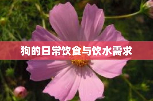 狗的日常饮食与饮水需求