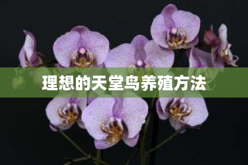 理想的天堂鸟养殖方法