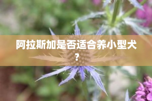 阿拉斯加是否适合养小型犬？