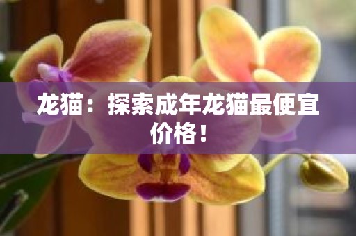 龙猫：探索成年龙猫最便宜价格！