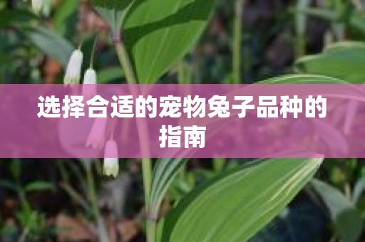 选择合适的宠物兔子品种的指南