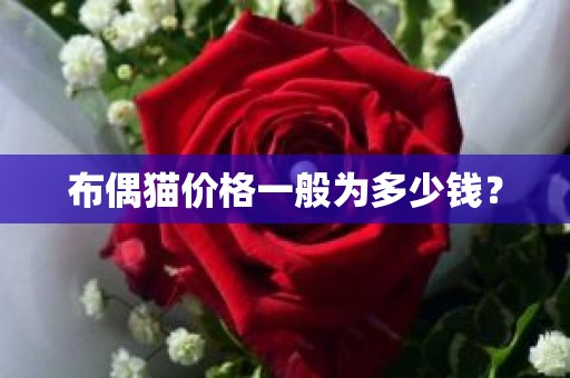 布偶猫价格一般为多少钱？