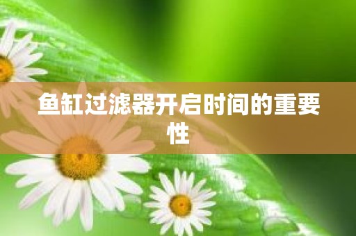 鱼缸过滤器开启时间的重要性