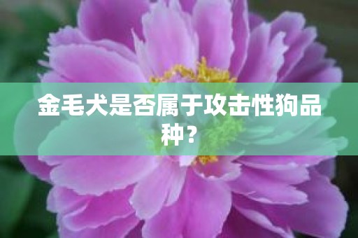 金毛犬是否属于攻击性狗品种？