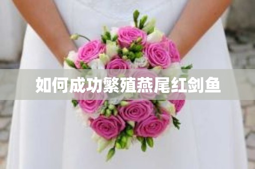 如何成功繁殖燕尾红剑鱼